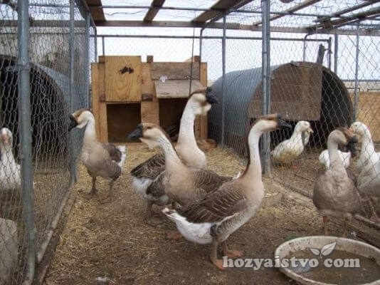 geese in yard