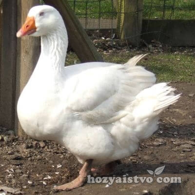 embden geese