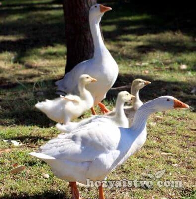 some geese