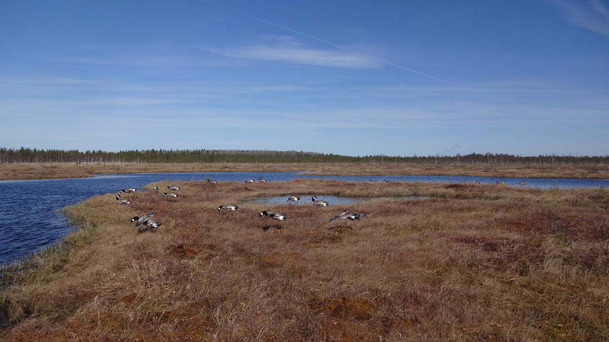 Весенняя охота на гуся: болото или поле?
