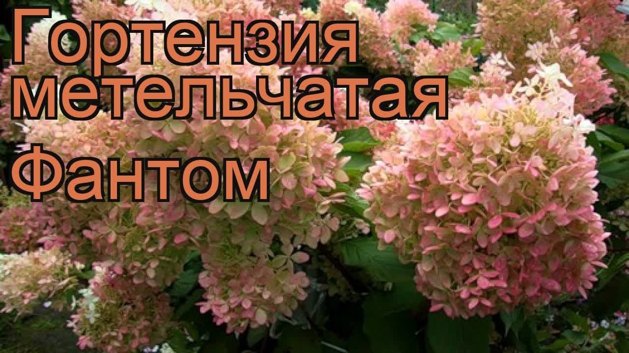 как посадить гортензию метельчатую осенью видео