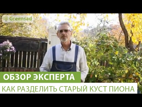 Как и когда нужно обрезать пионы после цветения?