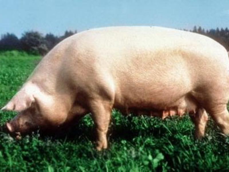 Принадлежащий свинье. Брейтовская порода свиней. Уржумская порода свиней. Украинская Степная белая порода свиней ландрас. Хузумская порода свиней.