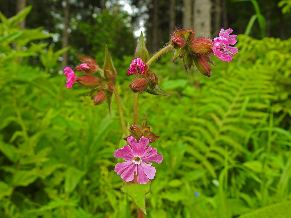 Цветы Битцевского леса