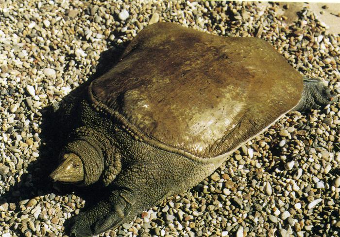 21. Бахромчатая мягкотелая черепаха