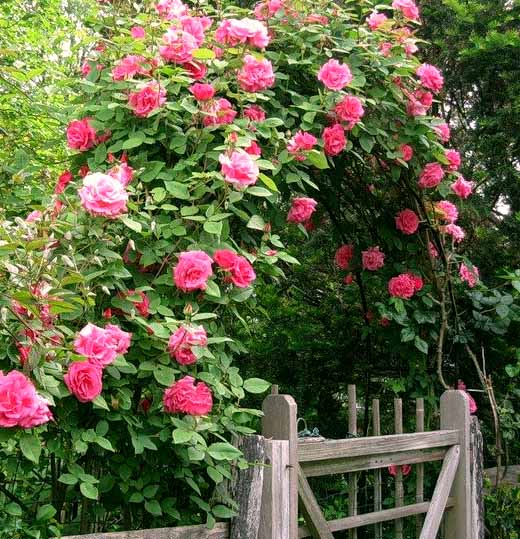 выращивание плетистых роз