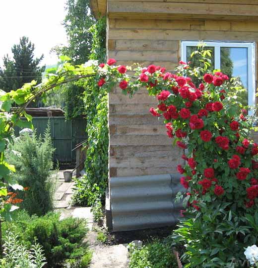 советы по выращиванию и уходу за плетистыми розами
