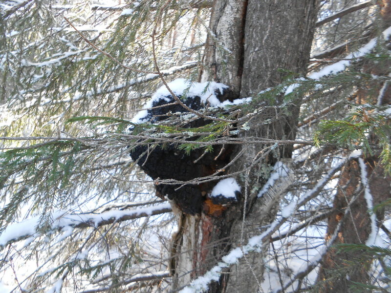 DSCN8528.JPG