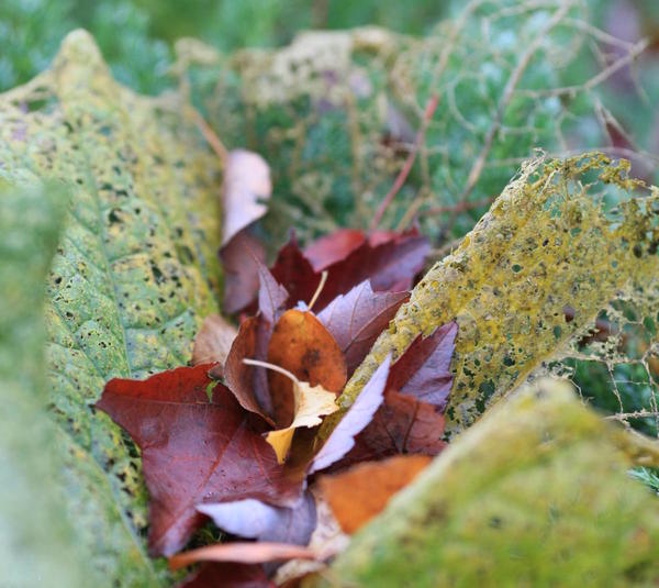 Осенью огромные листья катрана становятся подстилкой для падающей листвы