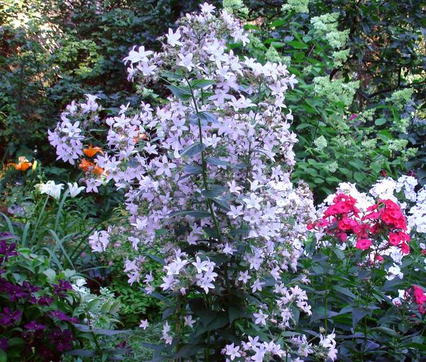 Колокольчик молочноцветковый (Campanula lactiflora)