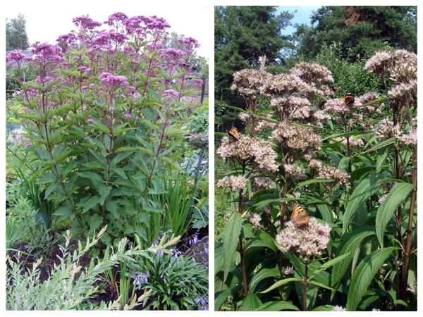 Посконник пурпурный (Eupatorium purpureum)