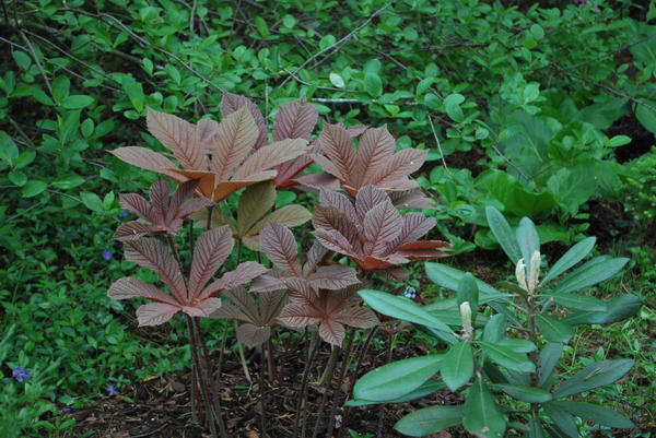 Роджерсия конскокаштанолистная (Rodgersia aesculifolia)