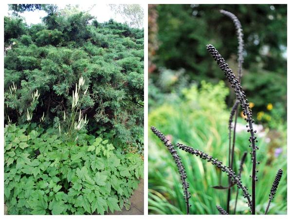 Слева - Cimicifuga racemosa var.cordifolia, справа - Cimicifuga simplex &amp;amp;amp;#39;Brunette&amp;amp;amp;#39; в бутонах