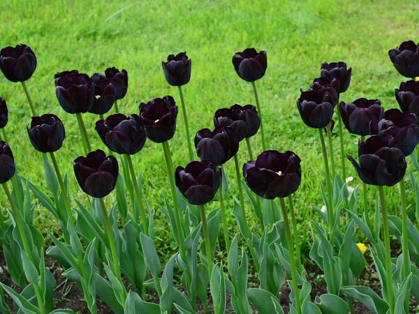 Придать саду экзотики можно с помощью обычных цветов необычной окраски: например, черных тюльпанов