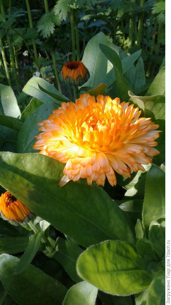 Махровый цветок календулы сорта "Императрица"