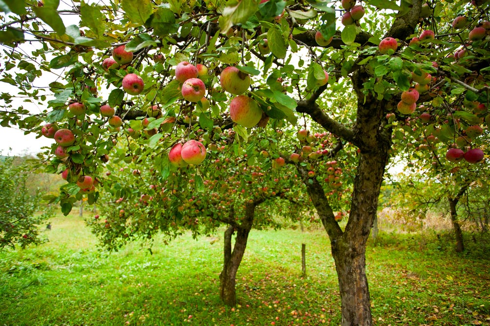 Ваши яблони в периоде покоя? Как это определить