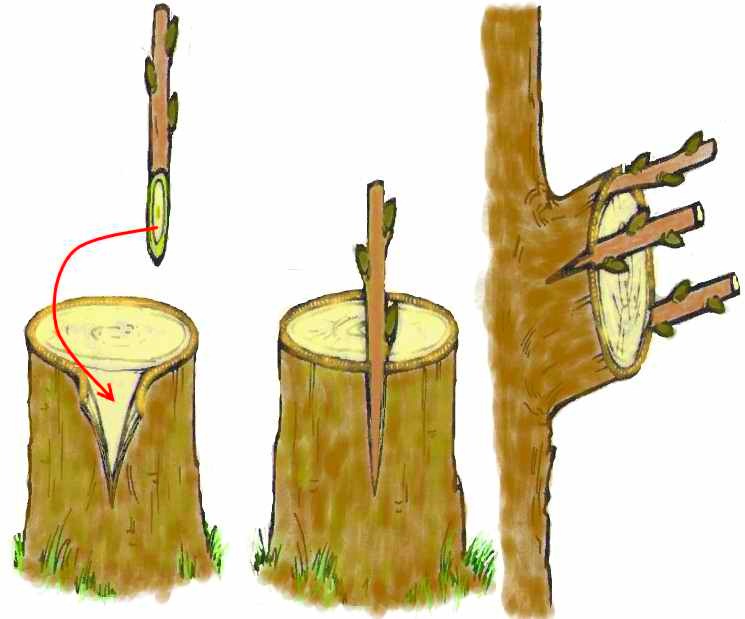 Способ прививки дерева за кору
