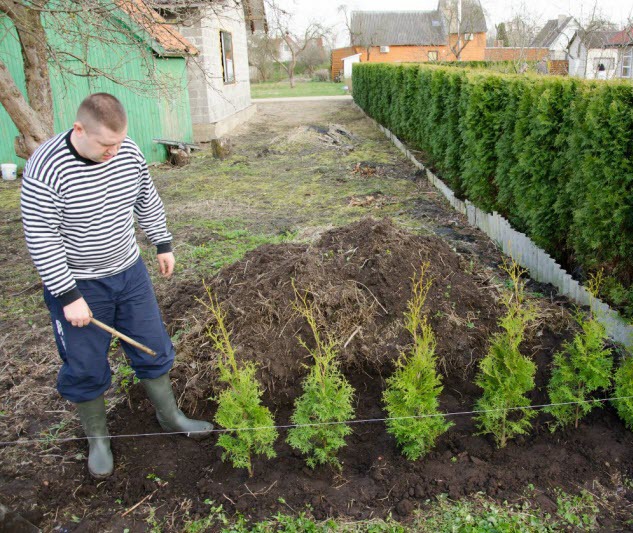 Высадка живой изгороди из туй