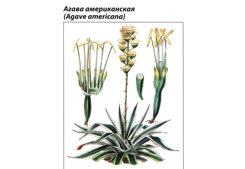 Строение американской агавы Строение американской агавы
