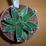 Агава королевы Виктории Фото 29: Выращивание агавы королевы Виктории в домашних условиях