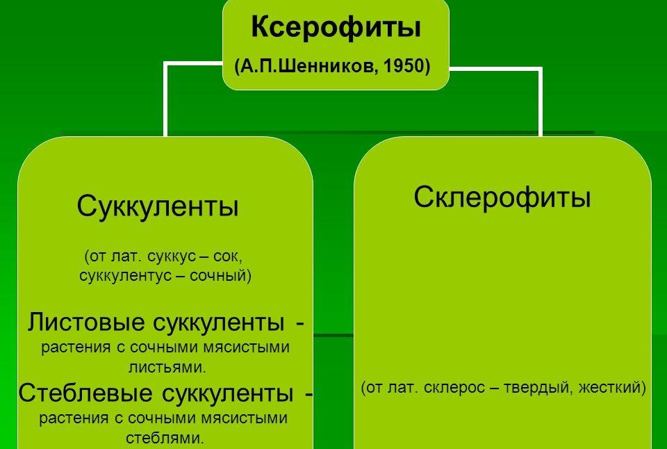 Классификация ксерофитов Классификация ксерофитов