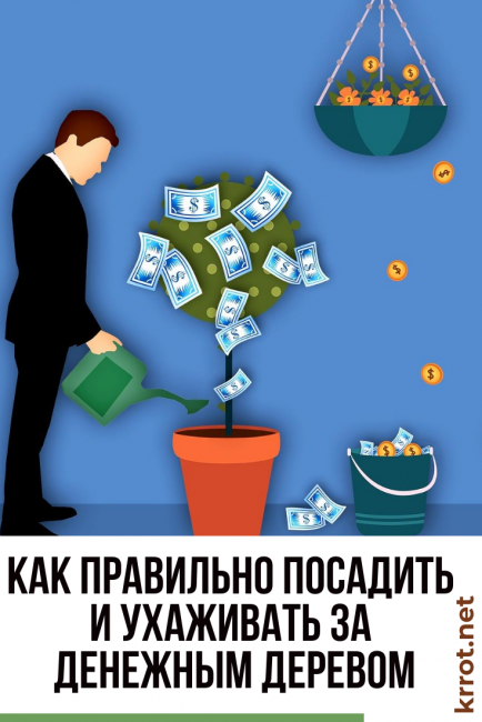 как правильно посадить денежное дерево