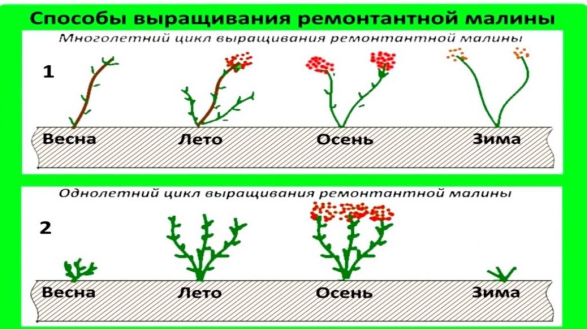 Разница между многолетним и однолетним циклами выращивания ремонтантной малины