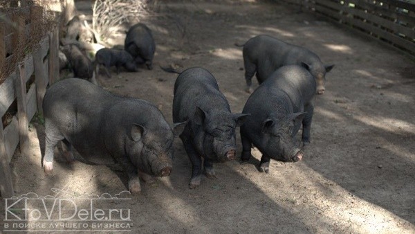 Разведение вьетнамских вислобрюхих свиней