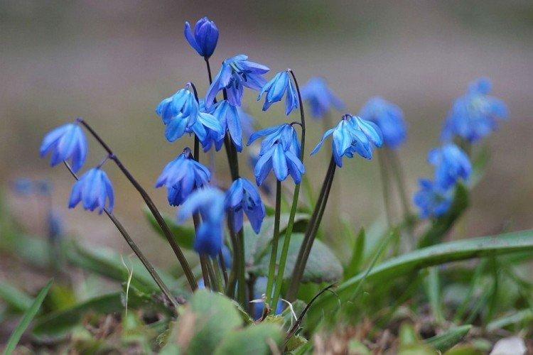 Пролески - Многолетние цветы для дачи