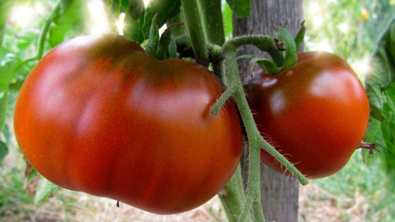 крупноплодные томаты