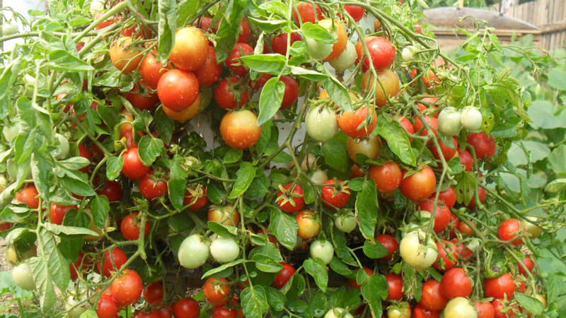 самоопыляемые семена помидоров для теплицы