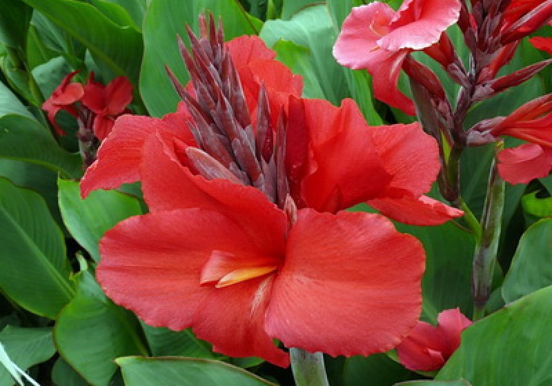 Уличный цветок с большими листьями и красным цветком название и фото