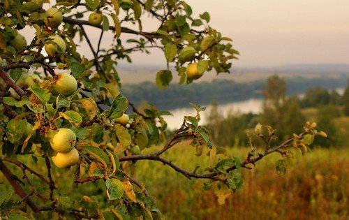 Старая яблоня с плодами