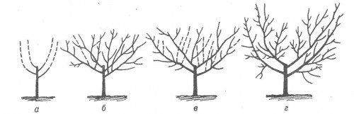 Схема формирования чашеобразной кроны персика
