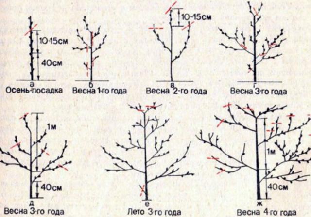 Схема обрезки персиков