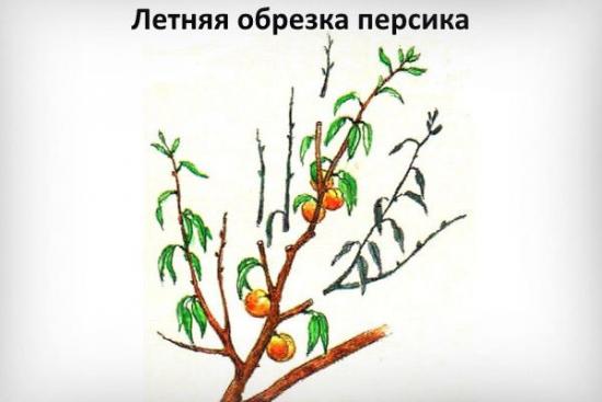 Обрезка персика летом