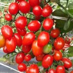 Семена томатов сибирской селекции самые урожайные
