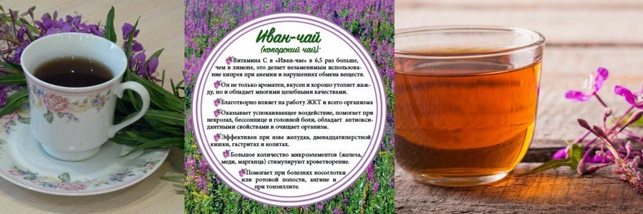 Свойства Иван-чая