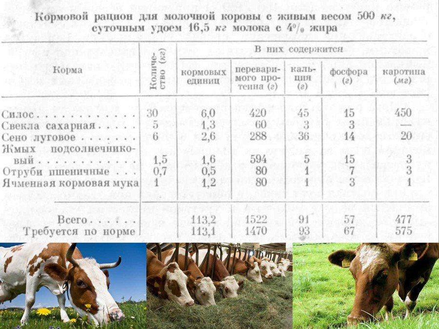 Как составить рацион для коровы