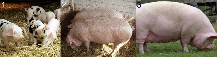 Откорм свиней и поросят