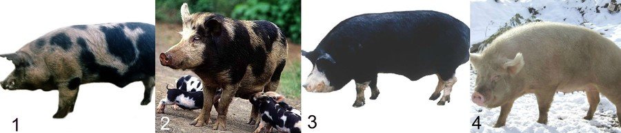Лучшие породы свиней