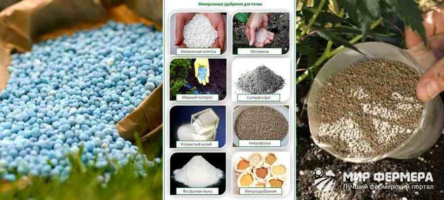 Минеральные удобрения для теплиц Минеральная подкормка для теплиц