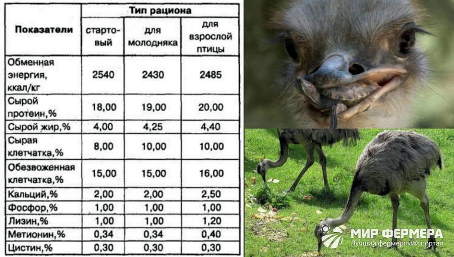 Рацион страусов Особенности кормления страусов