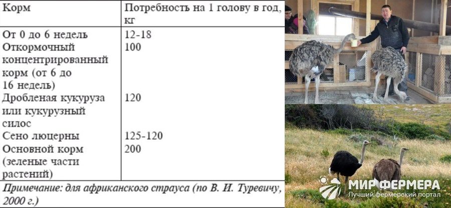 Рацион взрослого страуса Сколько ест взрослый страус