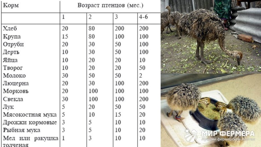 Питание птенцов страуса Чем кормить птенцов страуса