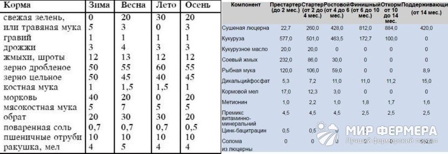 Сезонное кормление страусов Кормление страусов летом и зимой