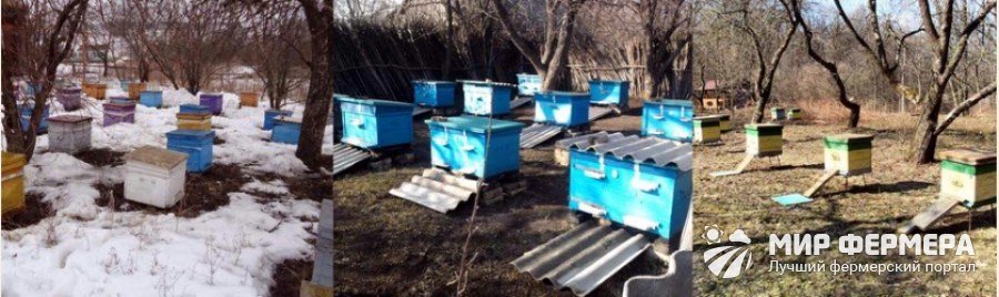 Весенние работы на пасеке Уход за пчелами весной