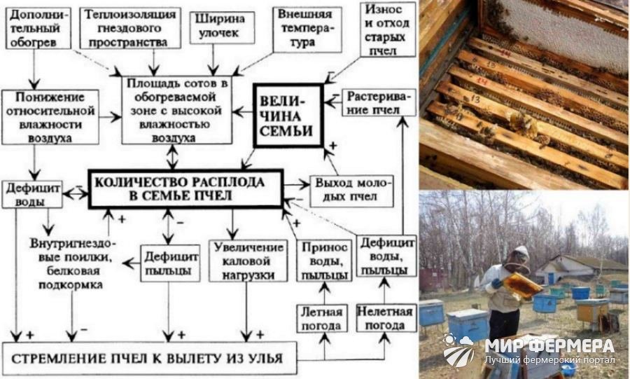 Определение болезней пчел Как определить здоровых пчел