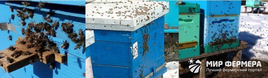 Первый вылет пчел Весенний облет пчел