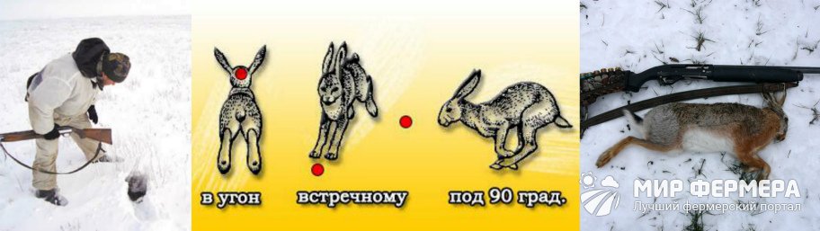 Как охотиться на зайца